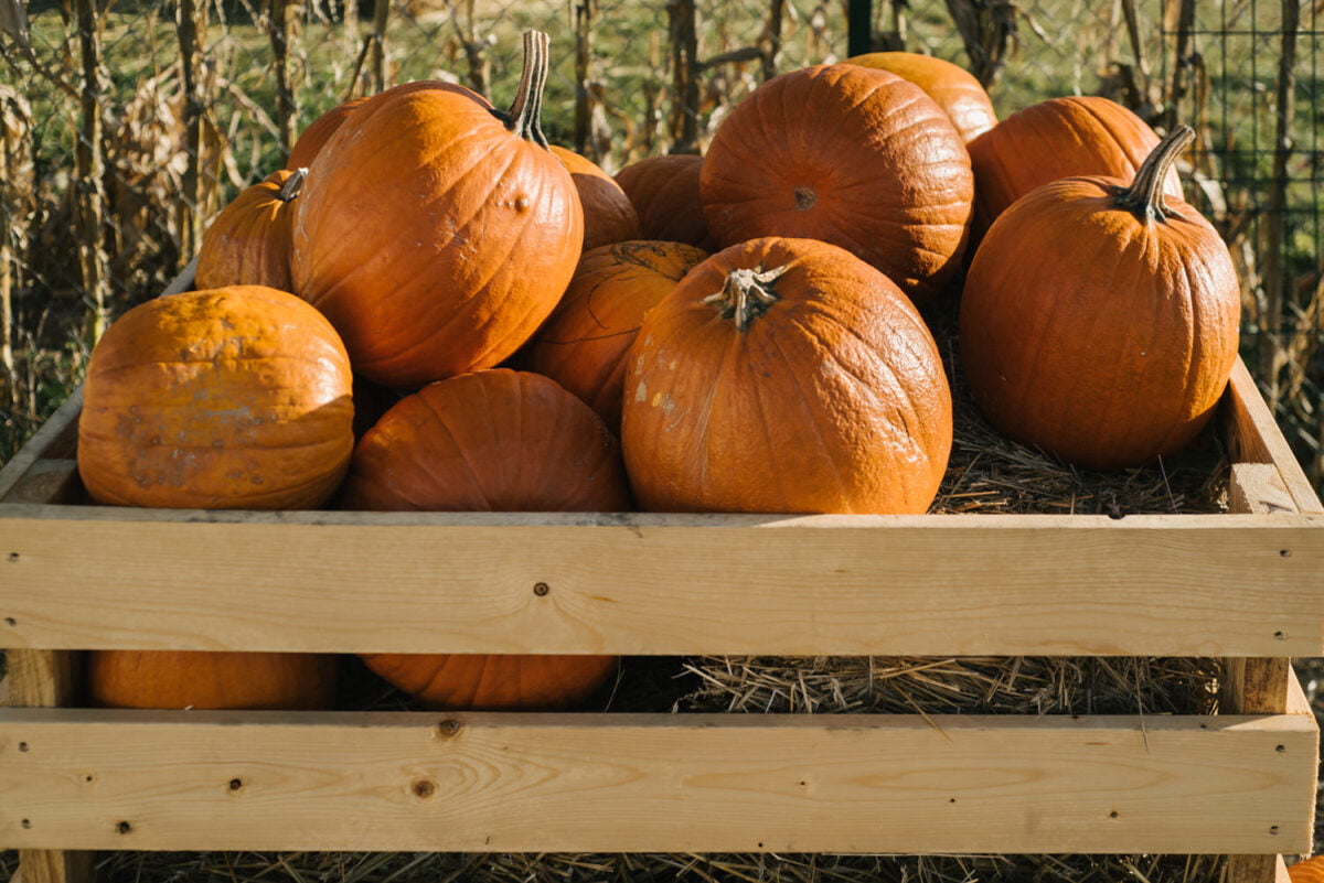 maja lukasz sesja narzeczenska 1